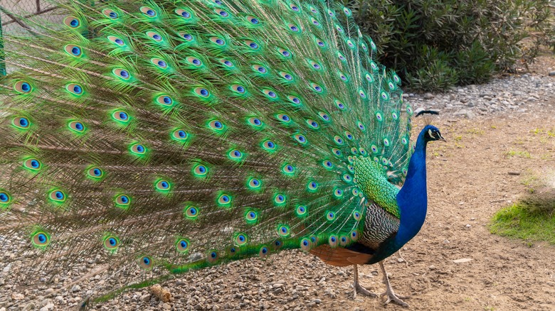 Peacock showing off feathers