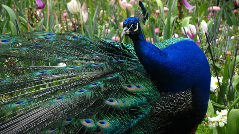 A peacock outside
