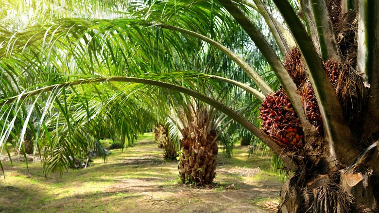 American palm trees