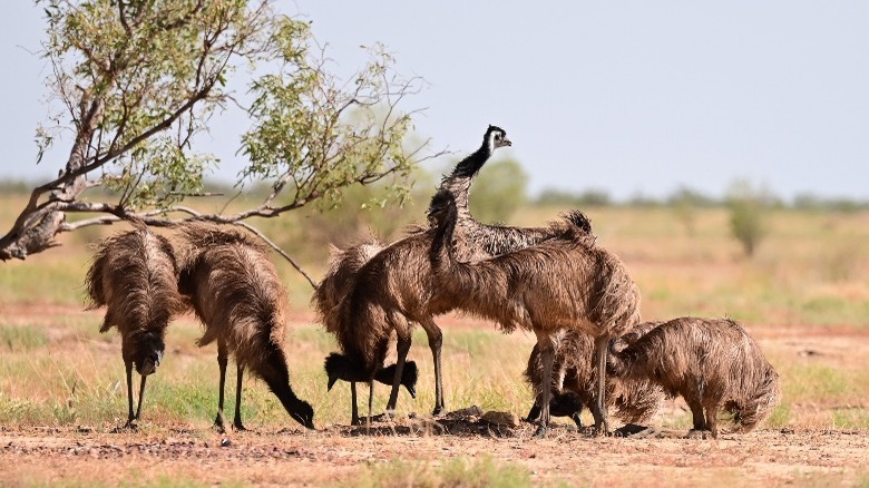 Wild emus grazing
