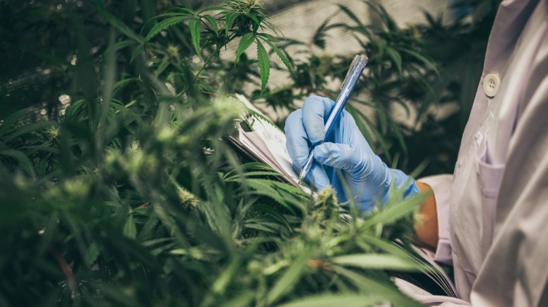 Scientist with marijuana plants