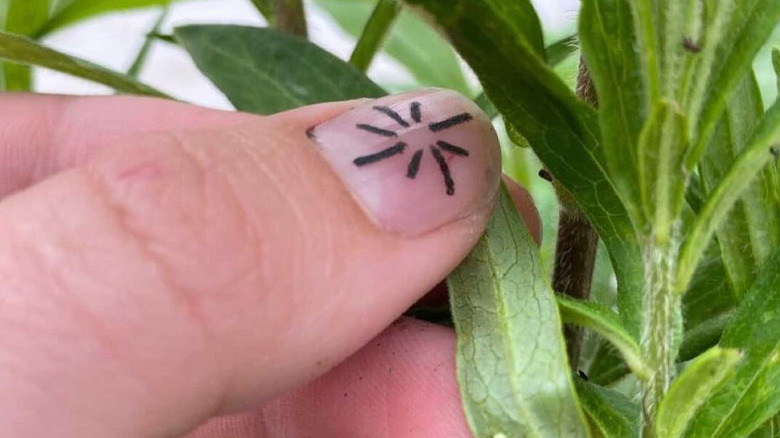 Thumbnail tattoo of a starburst 