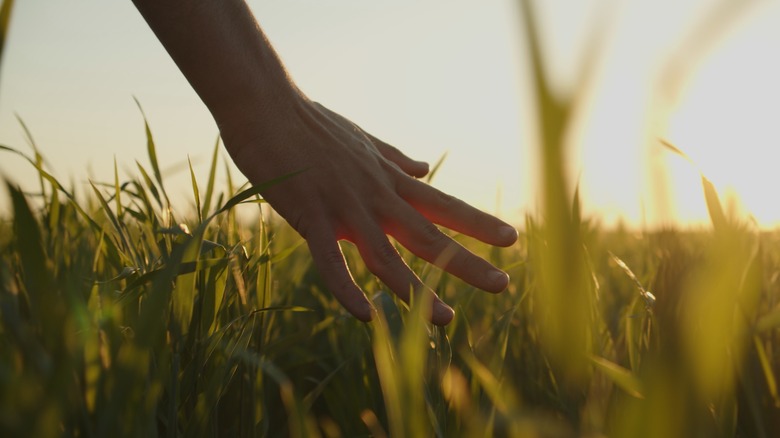 Hand touching grass stalks