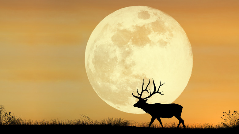 Male deer silhouetted against full moon