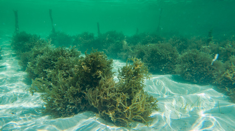 seaweed plantation
