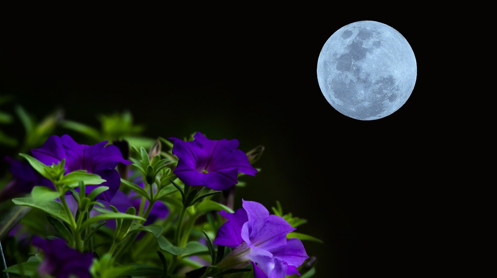 May's Full Flower Moon And Lunar Eclipse Combination Is Your Chance To