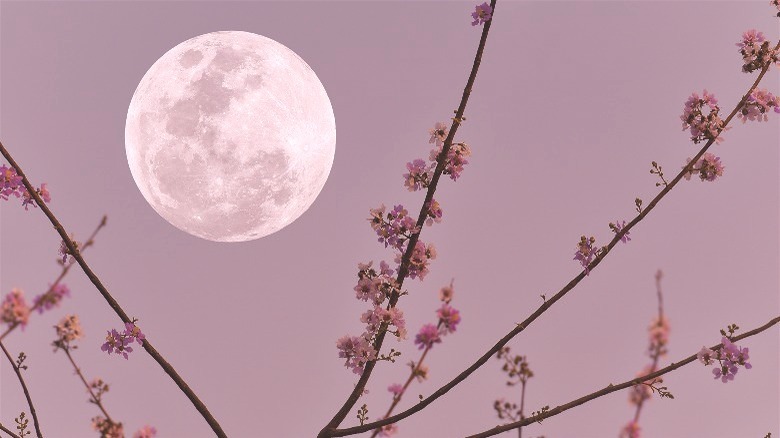 Full moon with cherry blossoms