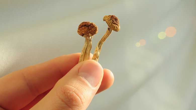 holding magic mushrooms in hand 