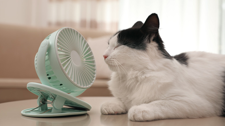 Cat in front of fan