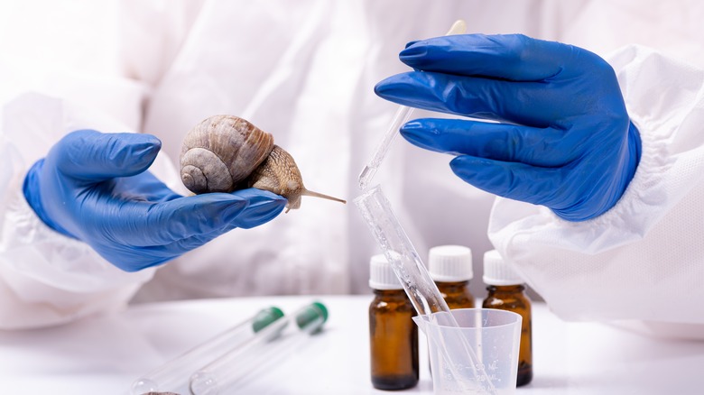 Scientist harvesting snail slime
