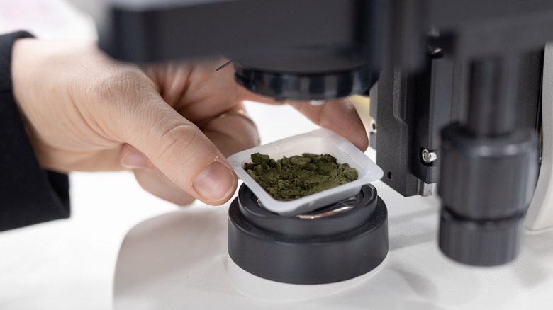 person examines algae under microscope